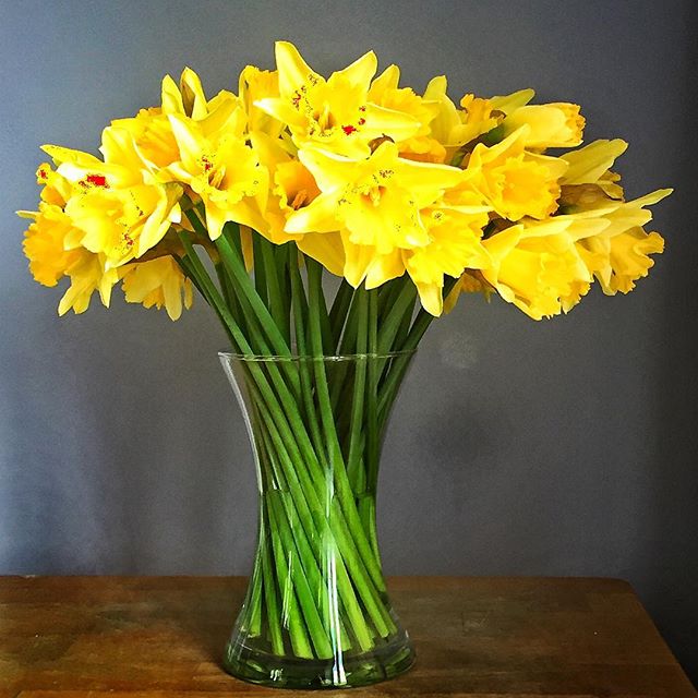 My favourite #flowers #daffodils  the bring the first signs of #spring and the first flash of colour after #winter. #photooftheday #stilllife