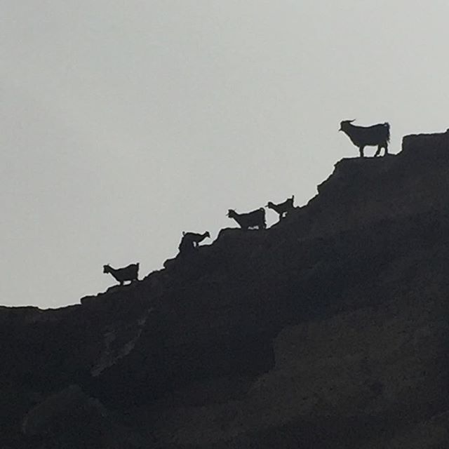 Crazy wild goat on the cliffs in #sidi-kauhki #adventures