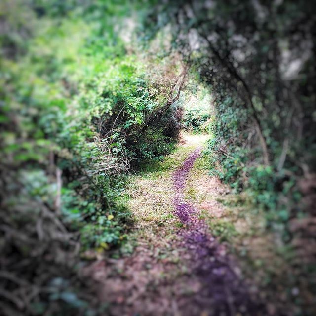A lovely #ramble on a Sunday morning through the woods outside #burnhamoncrouch #Essex. #coutryside #loveengland #walking #healthylifestyle