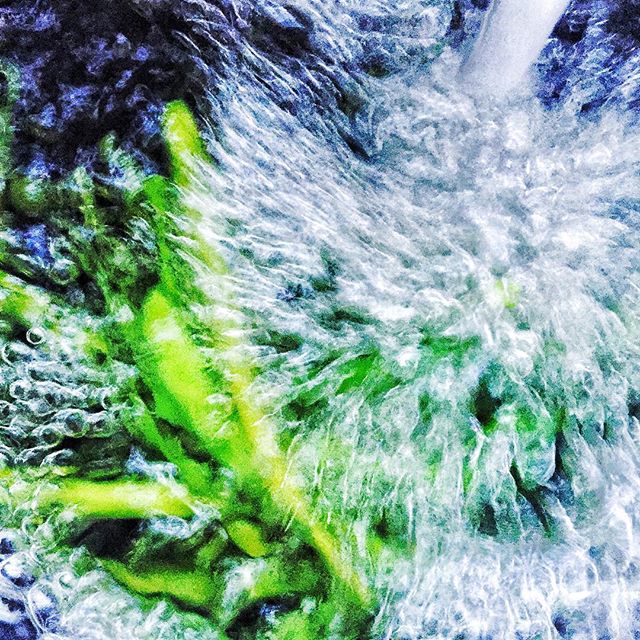 Crazy bubbling voice #greenbeans in frothy #water #fresh from the #garden  #farmtofork #healthyeating #yumyum