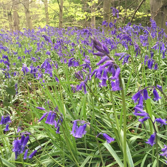 Gorgeous in the #countryside. A lovely day out crowned by coming across this wood swathed in bluebells